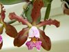 Cattleya schillerinana Sophie x Ca. schilleriana Ria Ladda